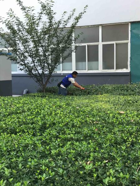 绿化养护